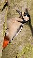 Gt Spotted Woodpecker